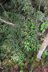 Gaultheria paniculata