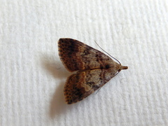 Alapadna pauropis