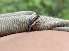 Idiella
