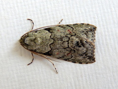Calathusa basicunea