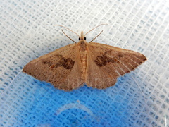 Dichromodes molybdaria