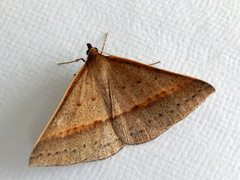 Epidesmia chilonaria