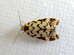 Goniosema anguliscripta