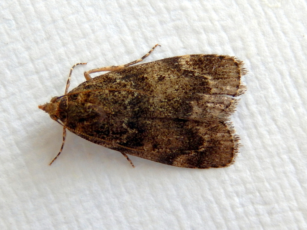 Heteromicta sordidella