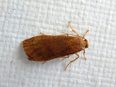 Lambula obliquilinea