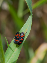 Cercopis intermedia