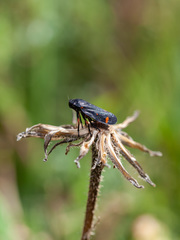 Cercopis septemmaculata