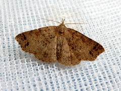 Lithilaria proestans