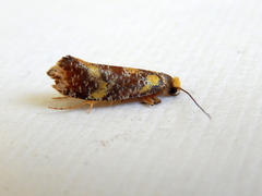 Monopis chrysogramma