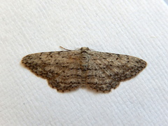 Phelotis cognata