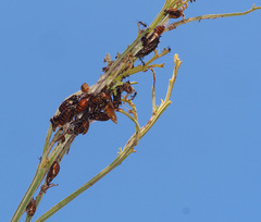 Jalmenus evagoras