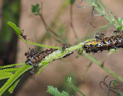 Jalmenus evagoras