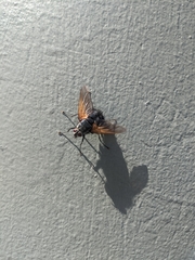 Chetogaster violacea-viridis