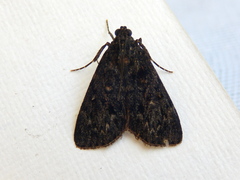 Stericta carbonalis