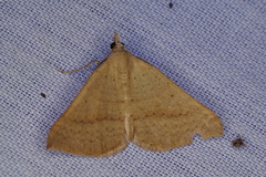 Anachloris tofocolorata