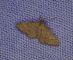 Anachloris tofocolorata