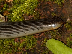 Afrotyphlops mucruso