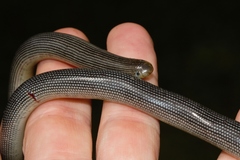 Afrotyphlops mucruso