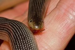 Afrotyphlops mucruso