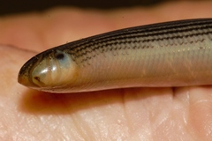 Afrotyphlops mucruso