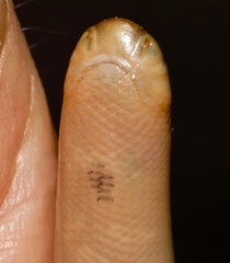 Afrotyphlops mucruso