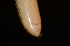 Afrotyphlops mucruso