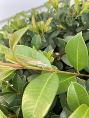 Conocephalomima barameda