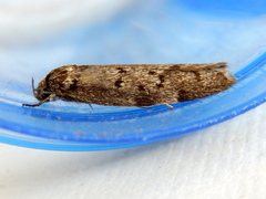 Ericrypsina chorodoxa