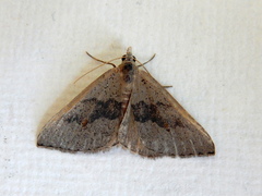 Dichromodes molybdaria