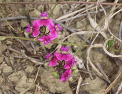 Dolichos hastiformis