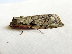 Calathusa basicunea