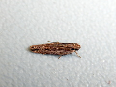 Ardozyga amblopis