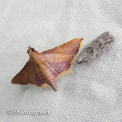 Endotricha olivacealis