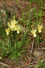 Narcissus triandrus pallidulus