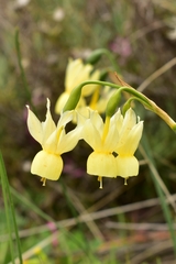 Narcissus triandrus pallidulus