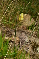 Narcissus triandrus pallidulus