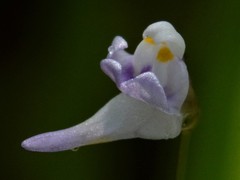 Utricularia geoffrayi