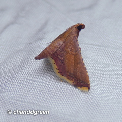 Endotricha olivacealis