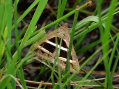 Grammodes bifasciata