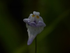 Utricularia geoffrayi