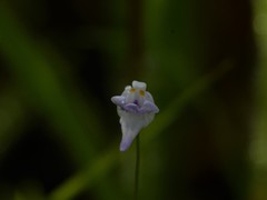 Utricularia geoffrayi
