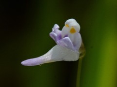 Utricularia geoffrayi