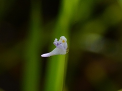 Utricularia geoffrayi