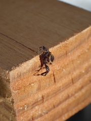 Synema globosum