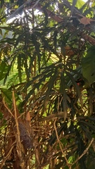 Plerandra elegantissima