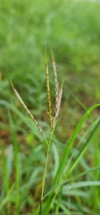 Dichanthium