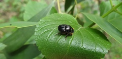 Onthophagus chepara