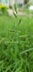 Eriochloa