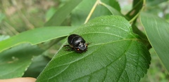 Onthophagus chepara