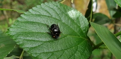 Onthophagus chepara